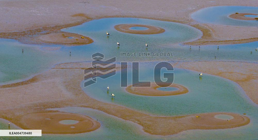 Dafeng Coastline Oriental White Stork