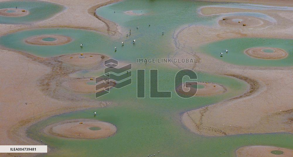 Dafeng Coastline Oriental White Stork