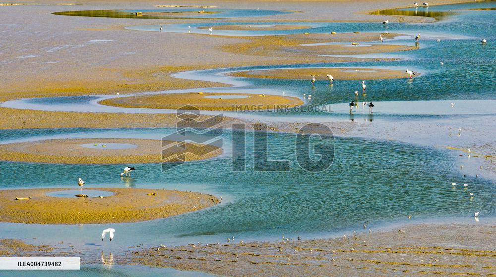 Dafeng Coastline Oriental White Stork