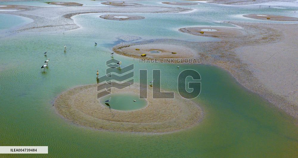 Dafeng Coastline Oriental White Stork