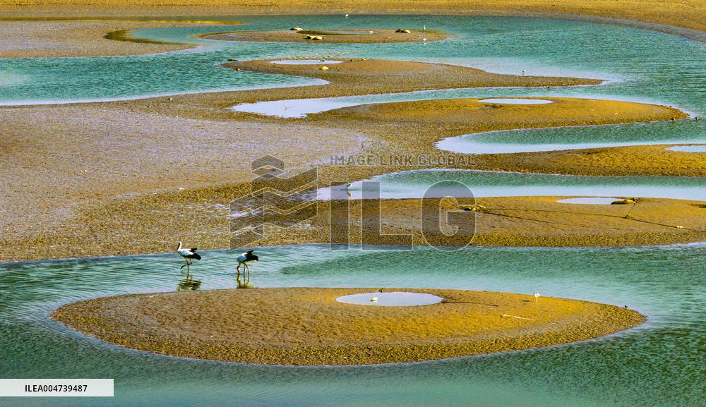 Dafeng Coastline Oriental White Stork