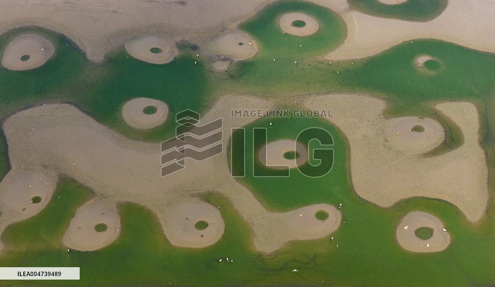 Dafeng Coastline Oriental White Stork