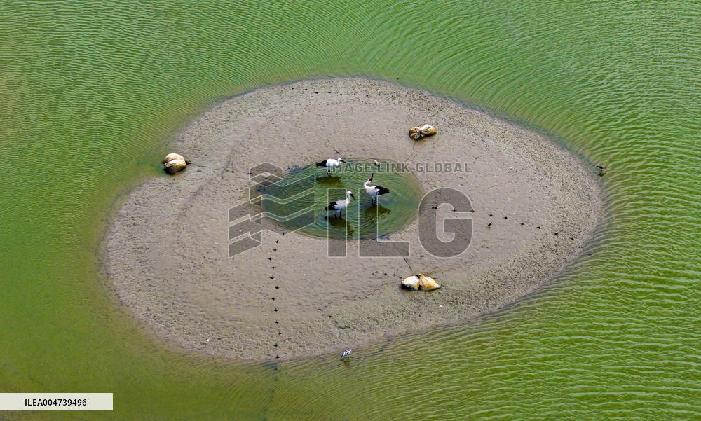 Dafeng Coastline Oriental White Stork