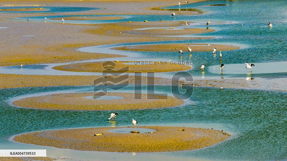 Dafeng Coastline Oriental White Stork