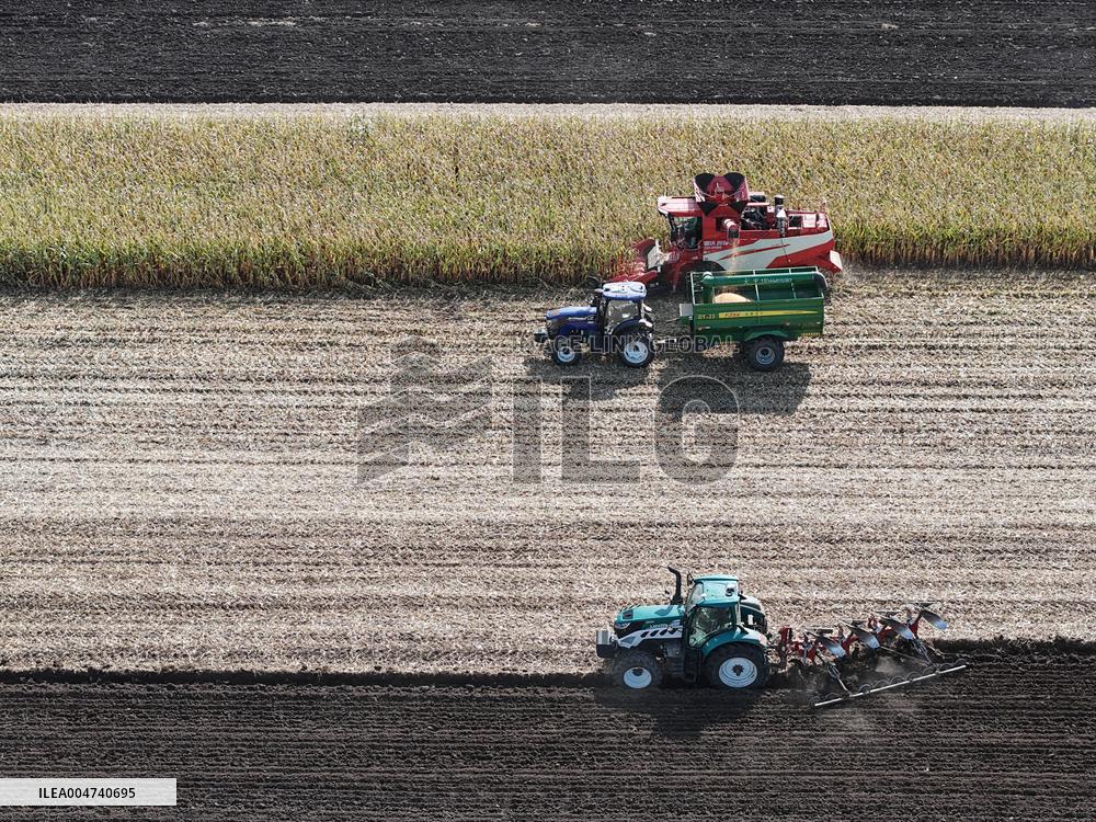 Heilongjiang Autumn Harvest - China