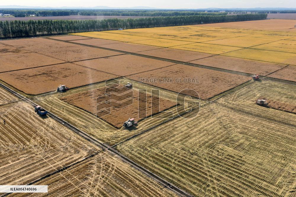 Heilongjiang Autumn Harvest - China