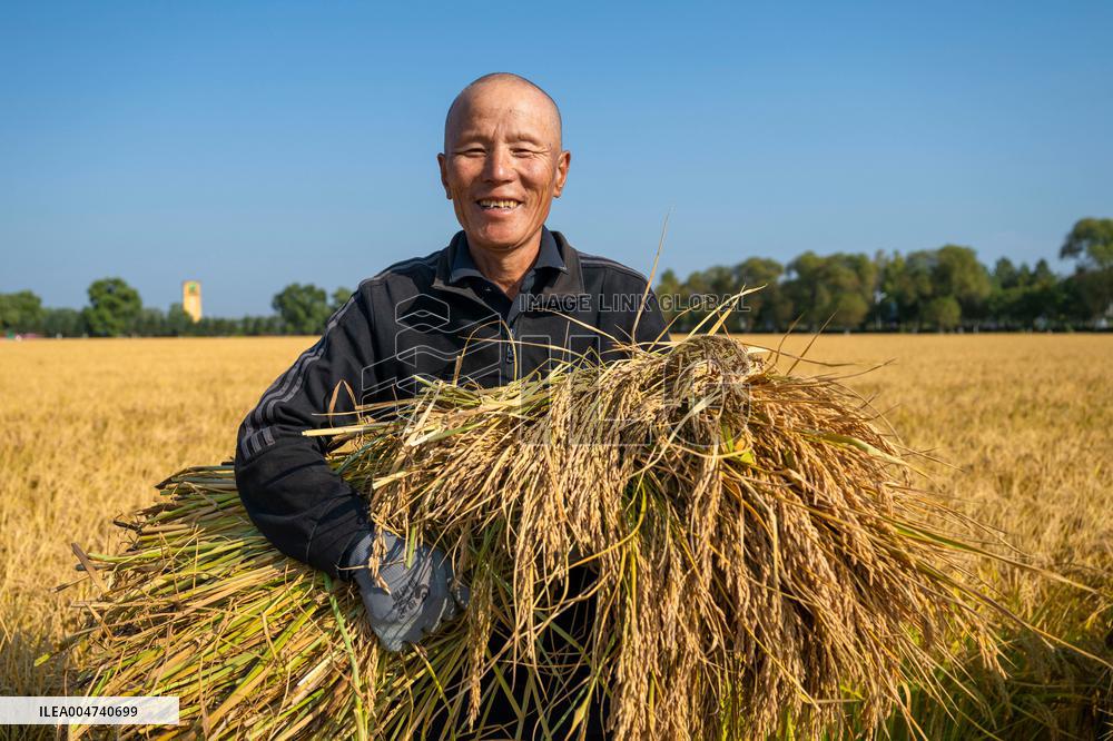 Heilongjiang Autumn Harvest - China