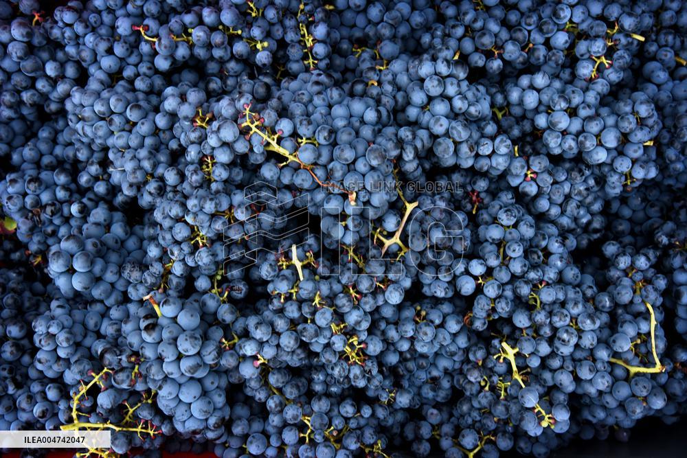 Clos Montmartre Grape Harvest - Paris