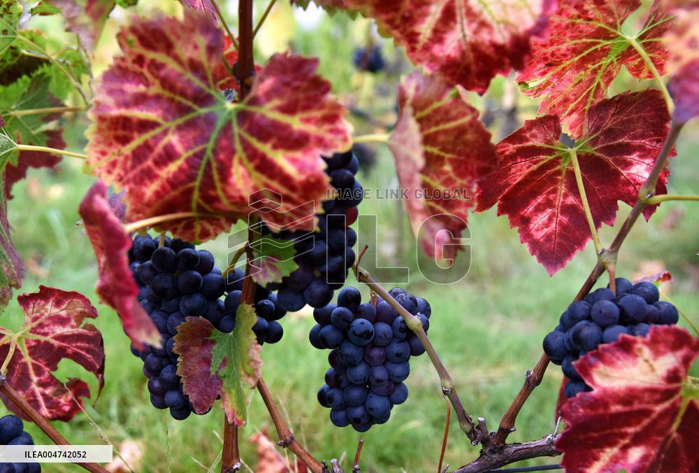 Clos Montmartre Grape Harvest - Paris