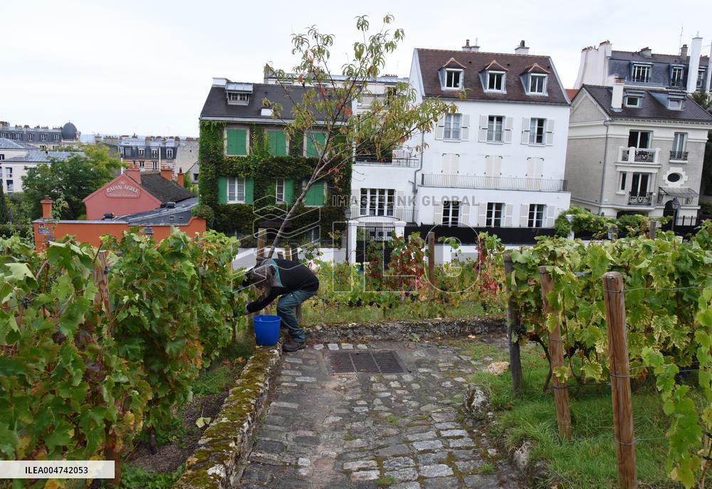 Clos Montmartre Grape Harvest - Paris