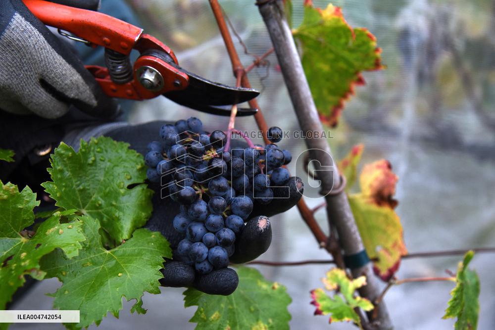 Clos Montmartre Grape Harvest - Paris