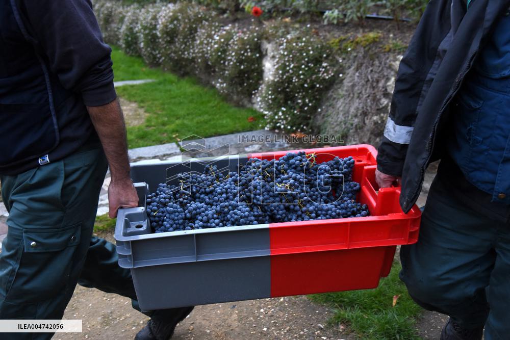 Clos Montmartre Grape Harvest - Paris