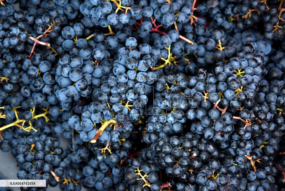 Clos Montmartre Grape Harvest - Paris
