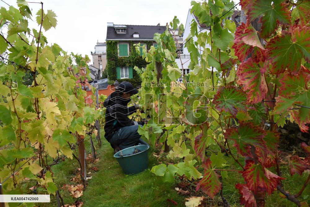 Clos Montmartre Grape Harvest - Paris