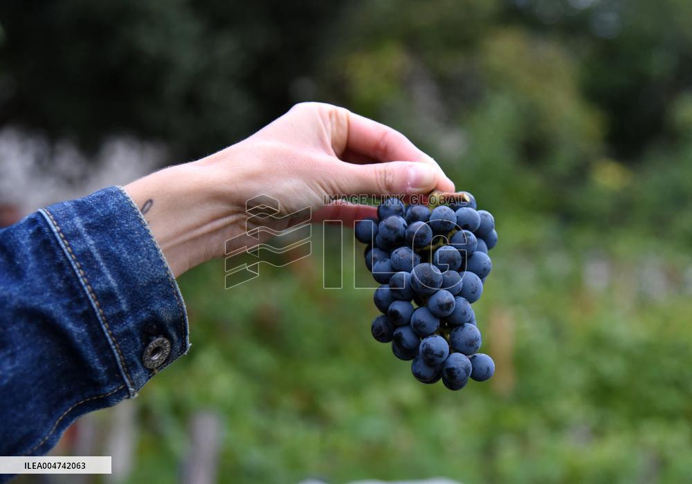 Clos Montmartre Grape Harvest - Paris
