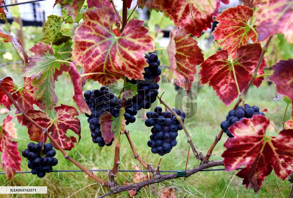 Clos Montmartre Grape Harvest - Paris