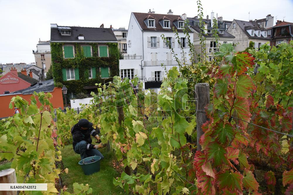 Clos Montmartre Grape Harvest - Paris