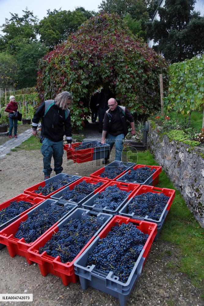 Clos Montmartre Grape Harvest - Paris