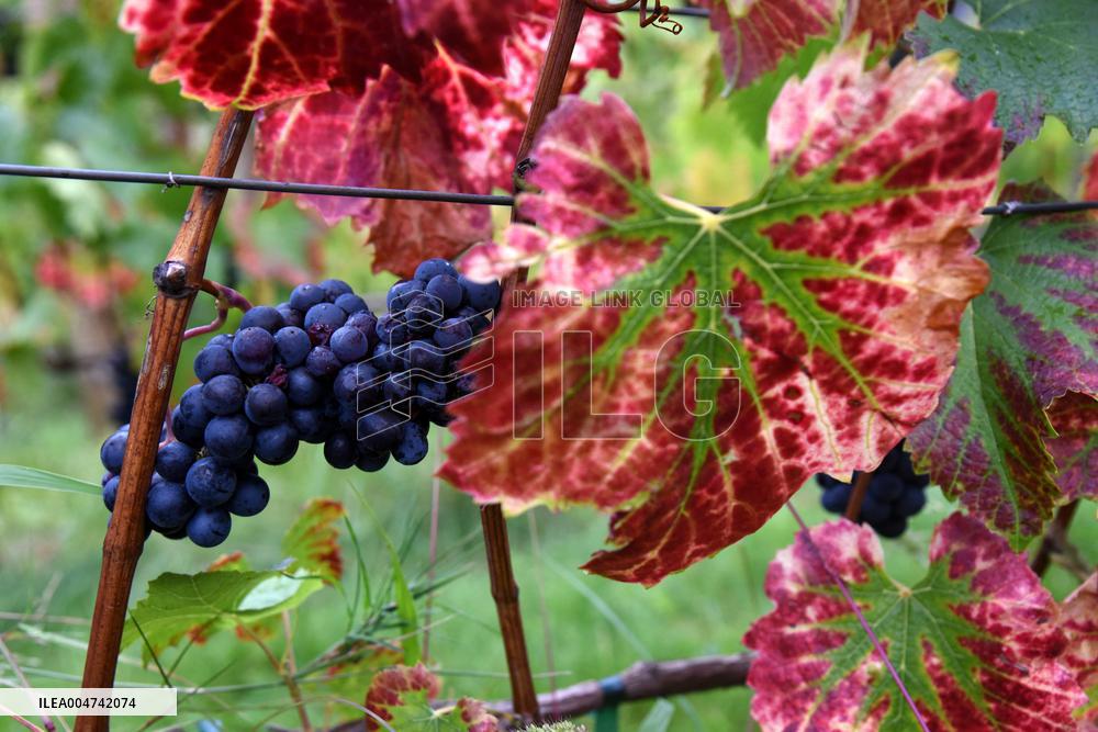 Clos Montmartre Grape Harvest - Paris