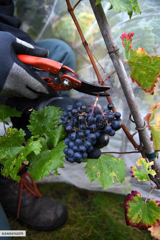 Clos Montmartre Grape Harvest - Paris