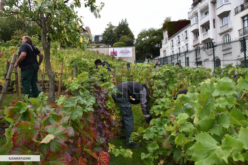 Clos Montmartre Grape Harvest - Paris
