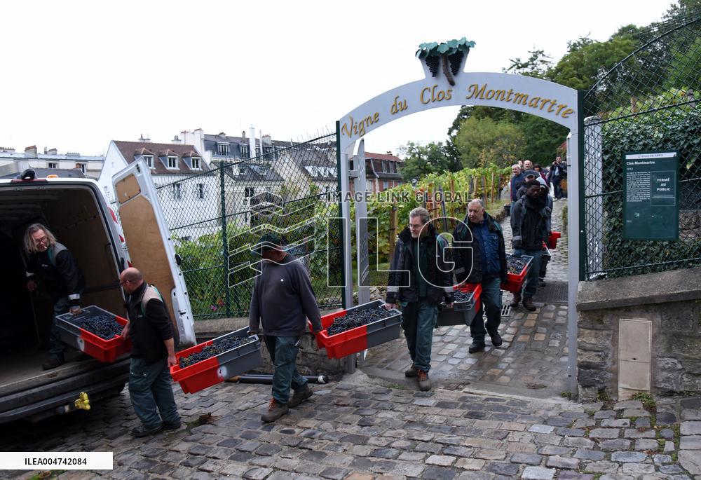 Clos Montmartre Grape Harvest - Paris