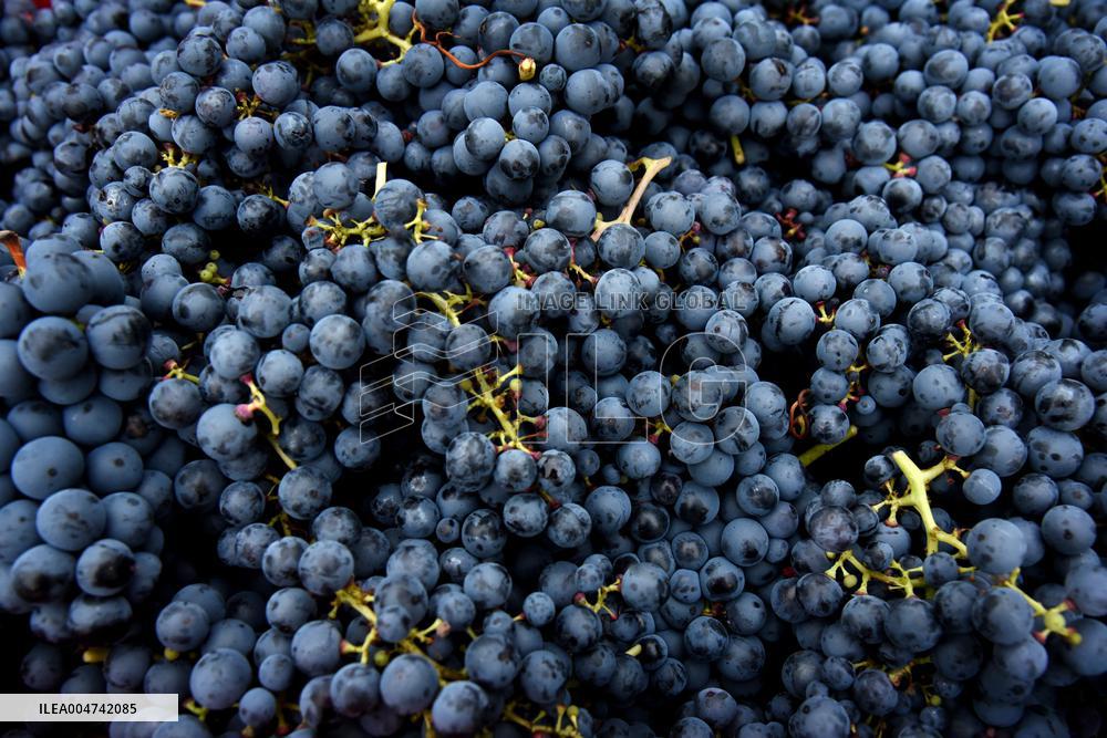 Clos Montmartre Grape Harvest - Paris