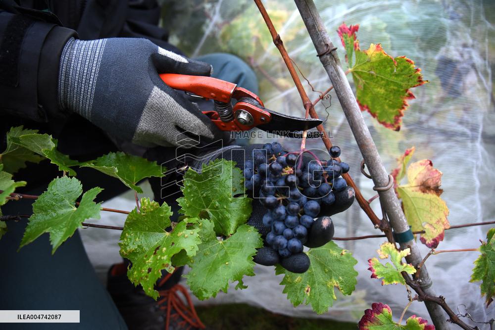 Clos Montmartre Grape Harvest - Paris