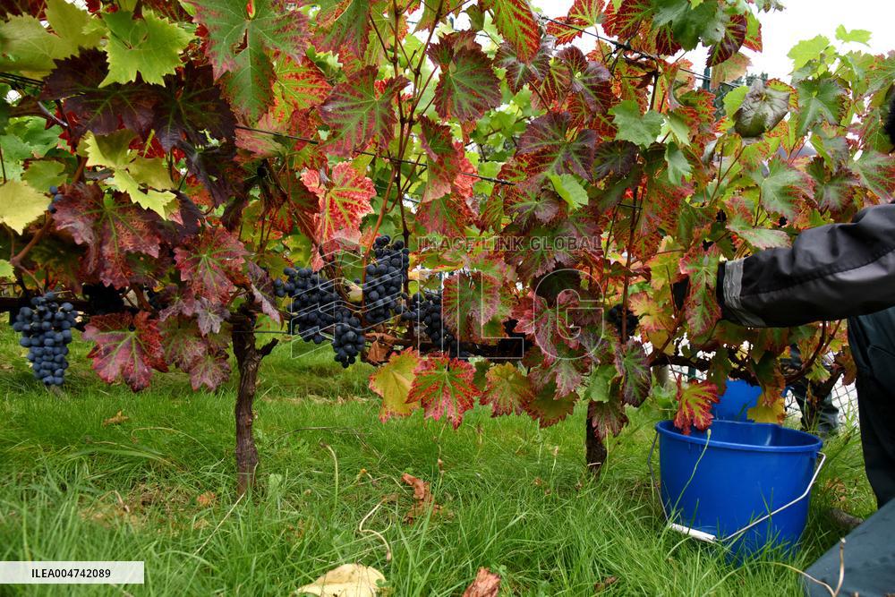 Clos Montmartre Grape Harvest - Paris