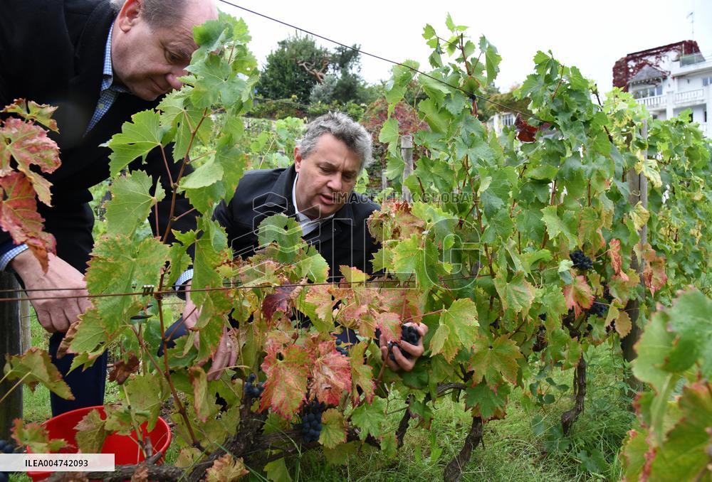Clos Montmartre Grape Harvest - Paris