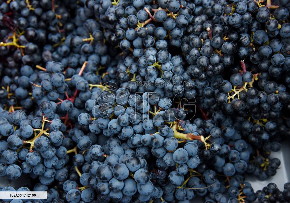 Clos Montmartre Grape Harvest - Paris