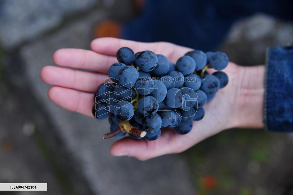 Clos Montmartre Grape Harvest - Paris