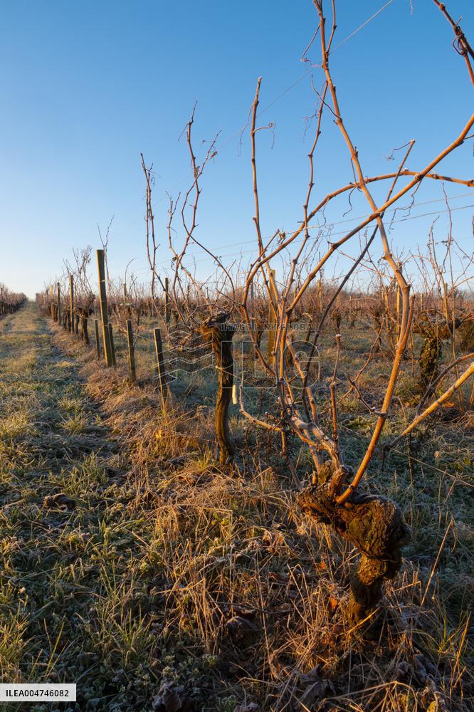 Illustration - Gironde