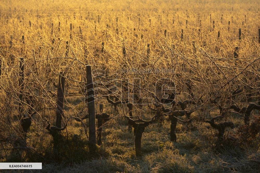 Illustration - Gironde