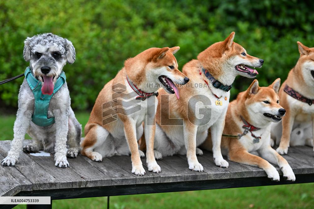 Pet Party in Nanjing