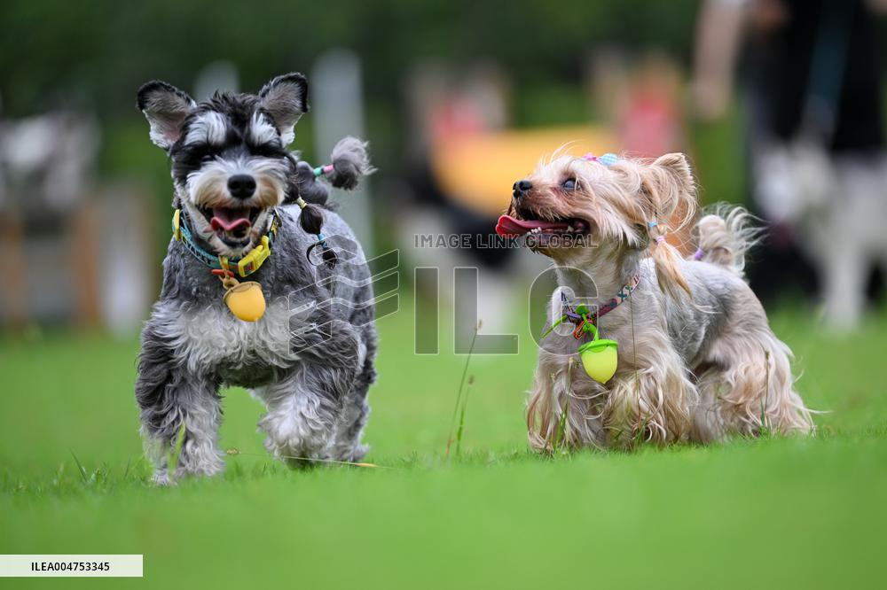 Pet Party in Nanjing
