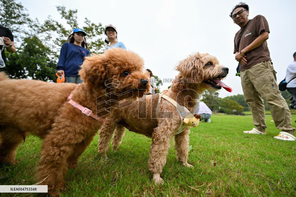 Pet Party in Nanjing