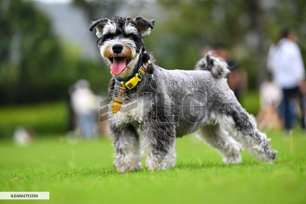 Pet Party in Nanjing