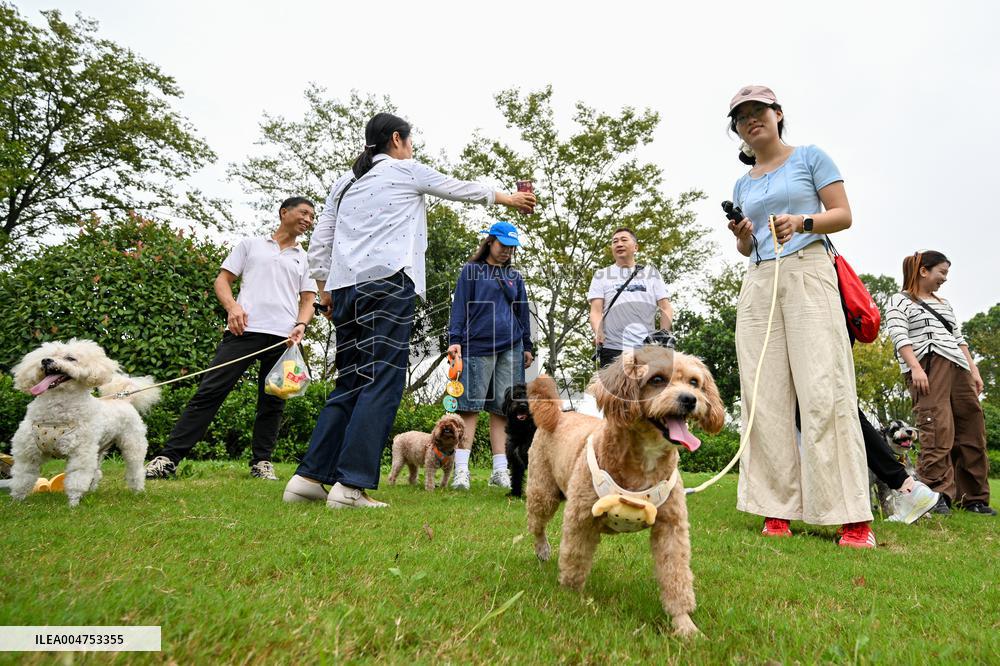 Pet Party in Nanjing