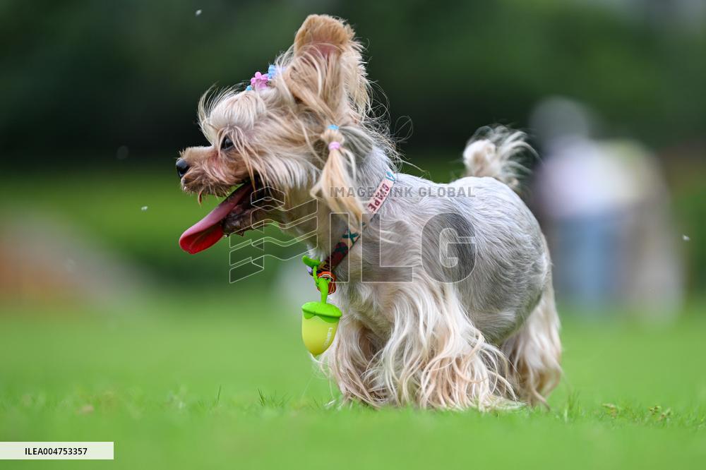 Pet Party in Nanjing