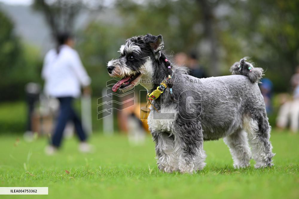 Pet Party in Nanjing