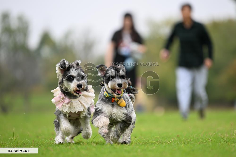 Pet Party in Nanjing