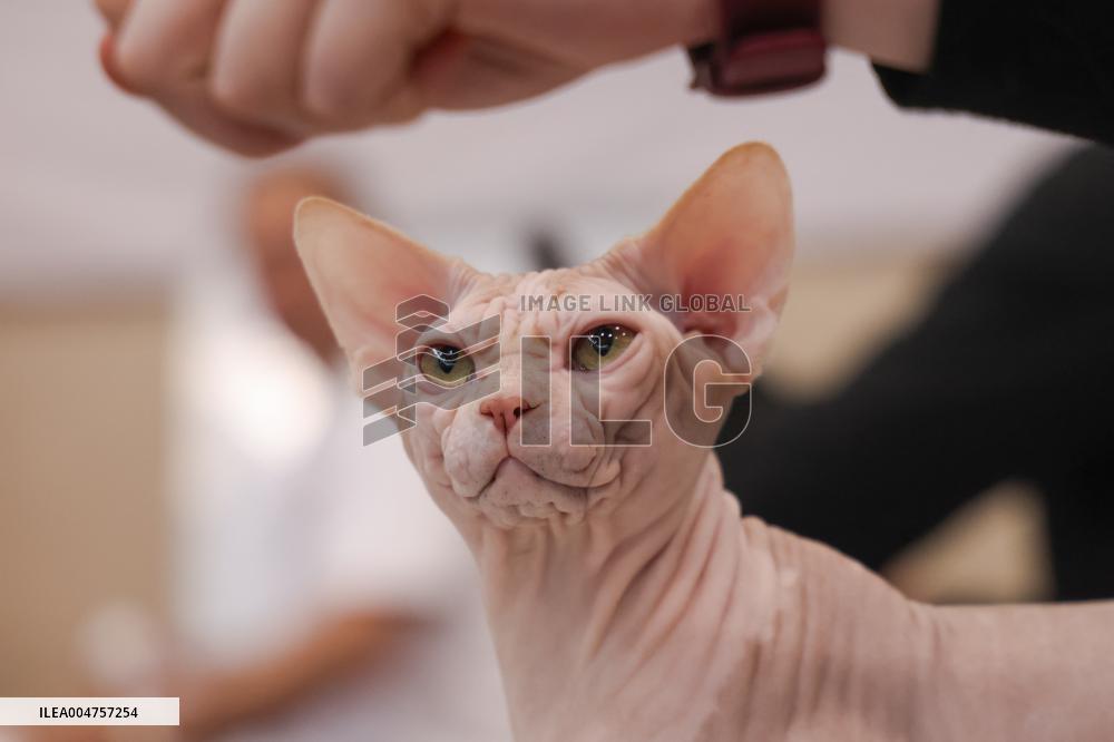 Budapest World Cat Show - Hungary