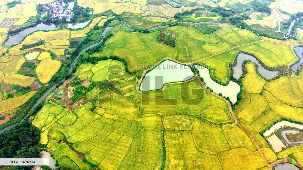 National Standard Farmland in Tongcheng