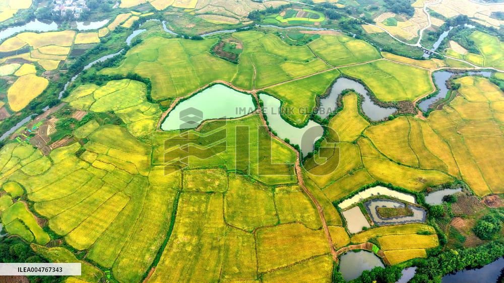 National Standard Farmland in Tongcheng