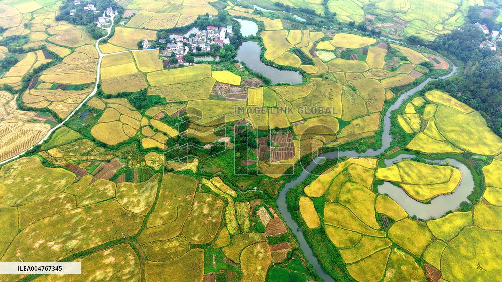 National Standard Farmland in Tongcheng