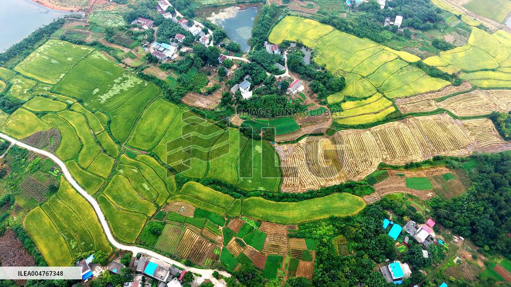 National Standard Farmland in Tongcheng