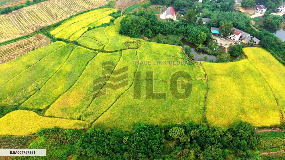 National Standard Farmland in Tongcheng