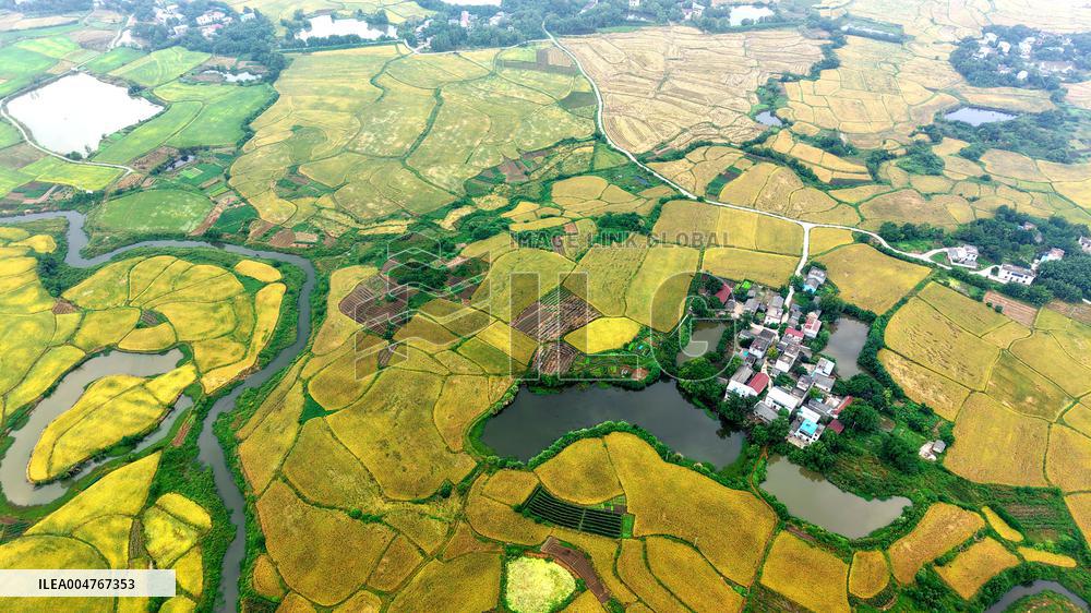 National Standard Farmland in Tongcheng