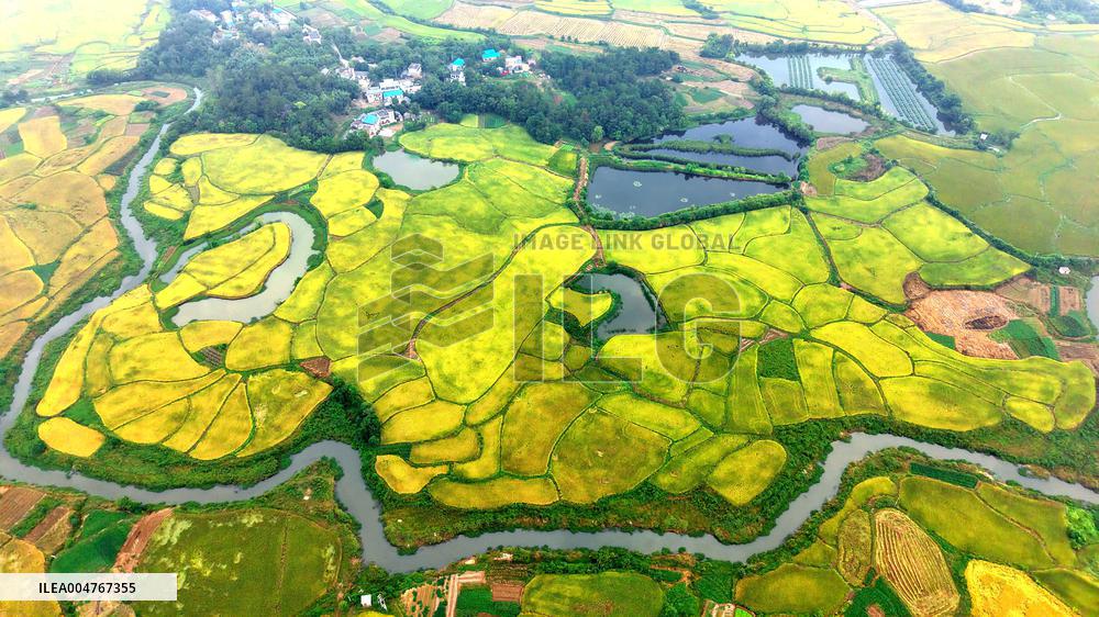 National Standard Farmland in Tongcheng